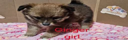 Pomeranian dogs for sale: Aussiepom "Ginger" - Ad 2