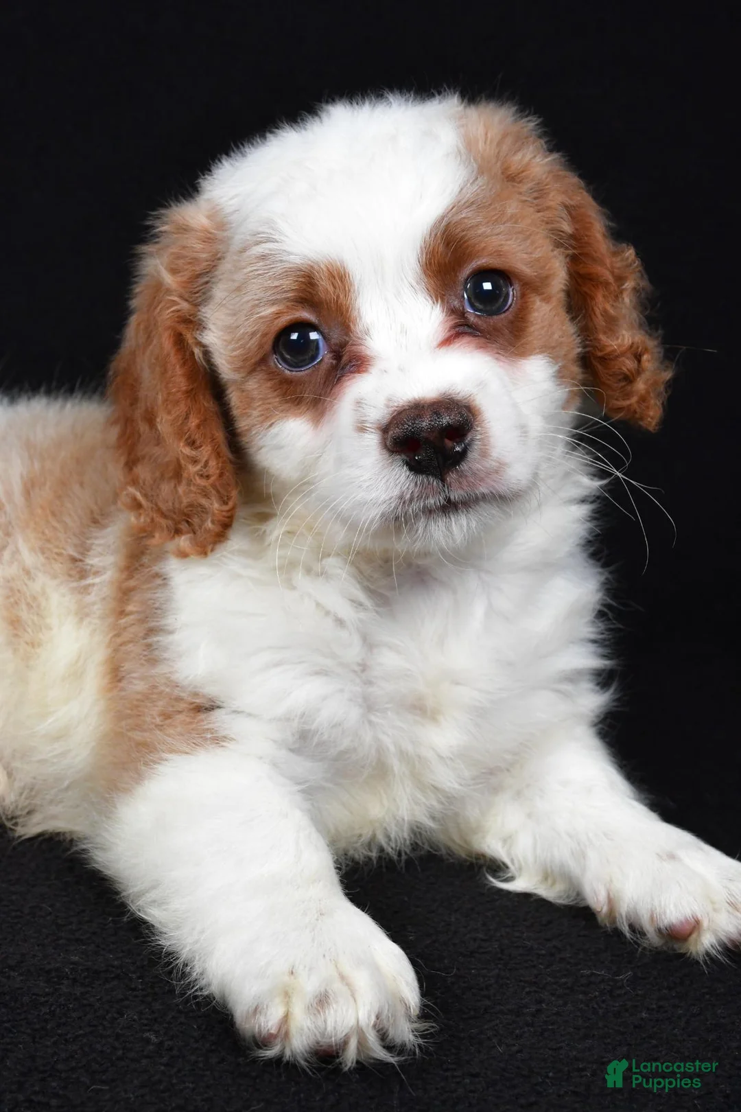 Mixed Breed dogs for sale: Bubbles - Ad 7