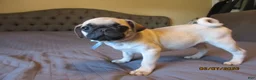 Pug dogs for sale: Pug Puppy 1 - Ad 5