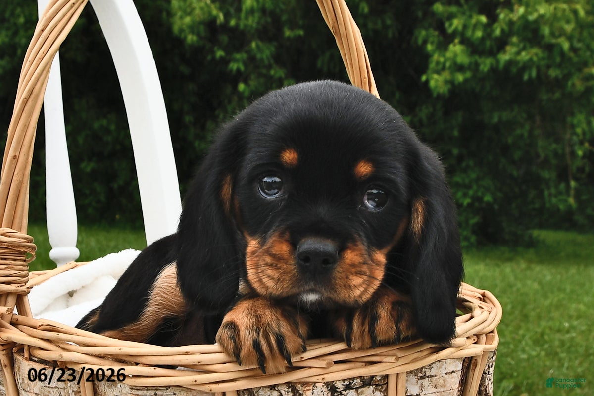 Beaglier dogs Cookie - Ad 1