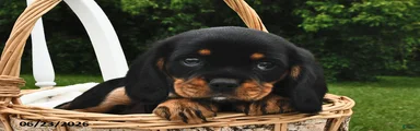 Cookie