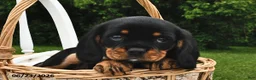 Beaglier dogs for sale: Cookie - Ad 1