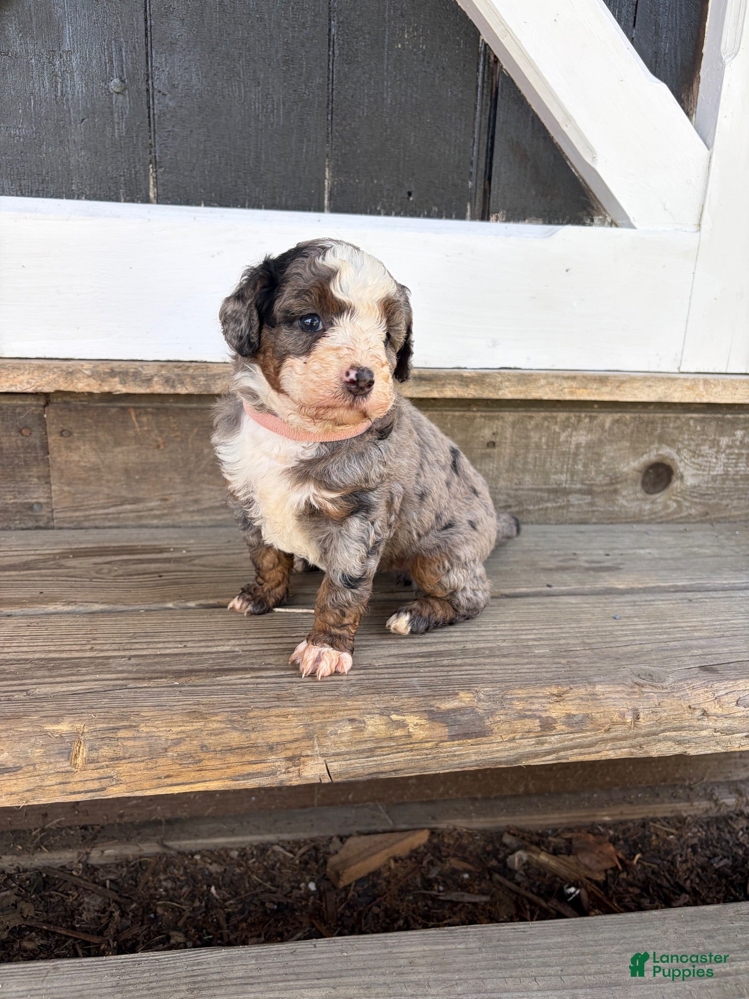 Mini Bernedoodle dogs for sale: Poppy  - Ad 1