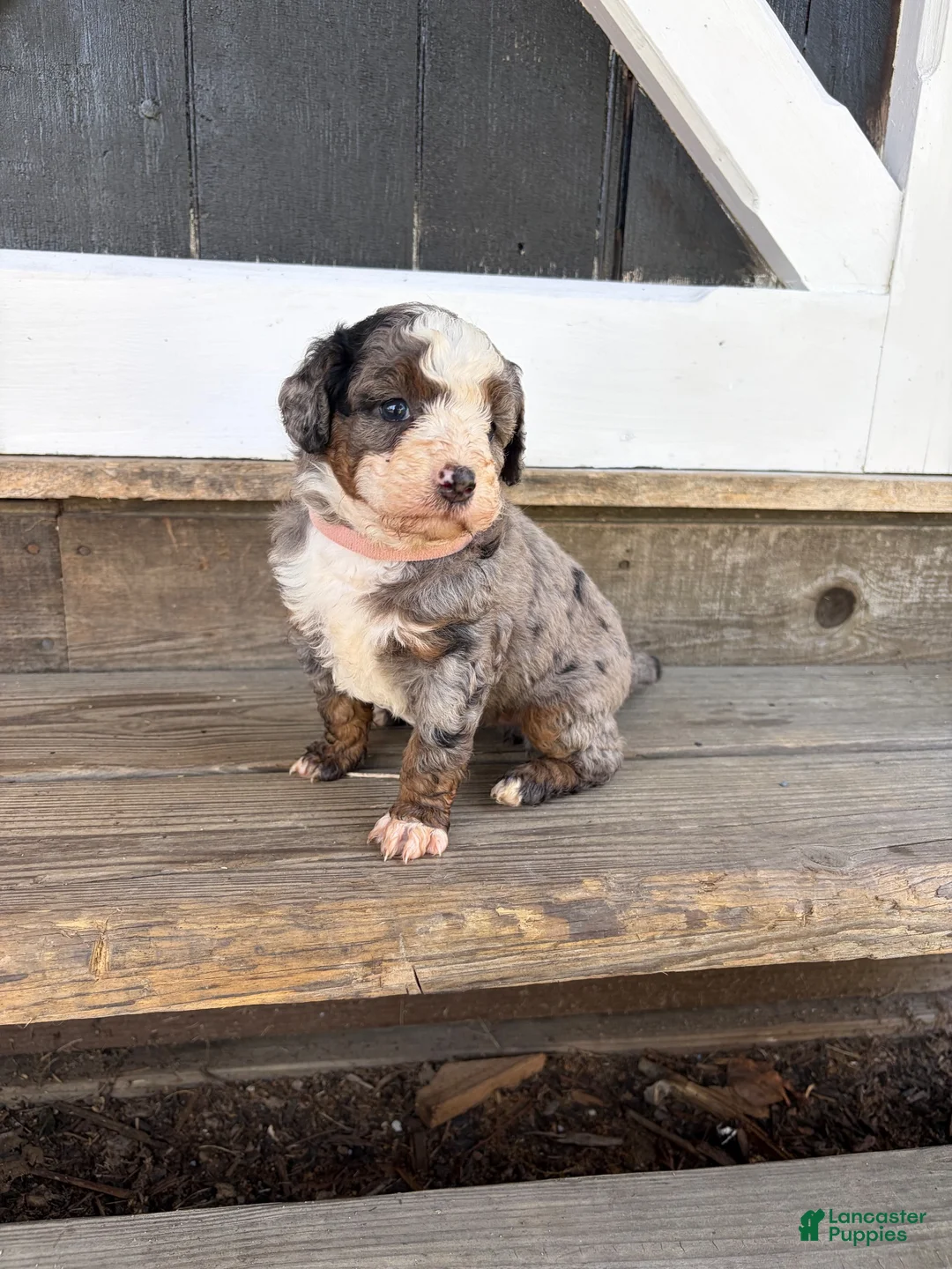Mini Bernedoodle dogs for sale: Poppy  - Ad 1
