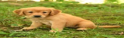 Golden Retriever dogs for sale: Diana - Ad 4