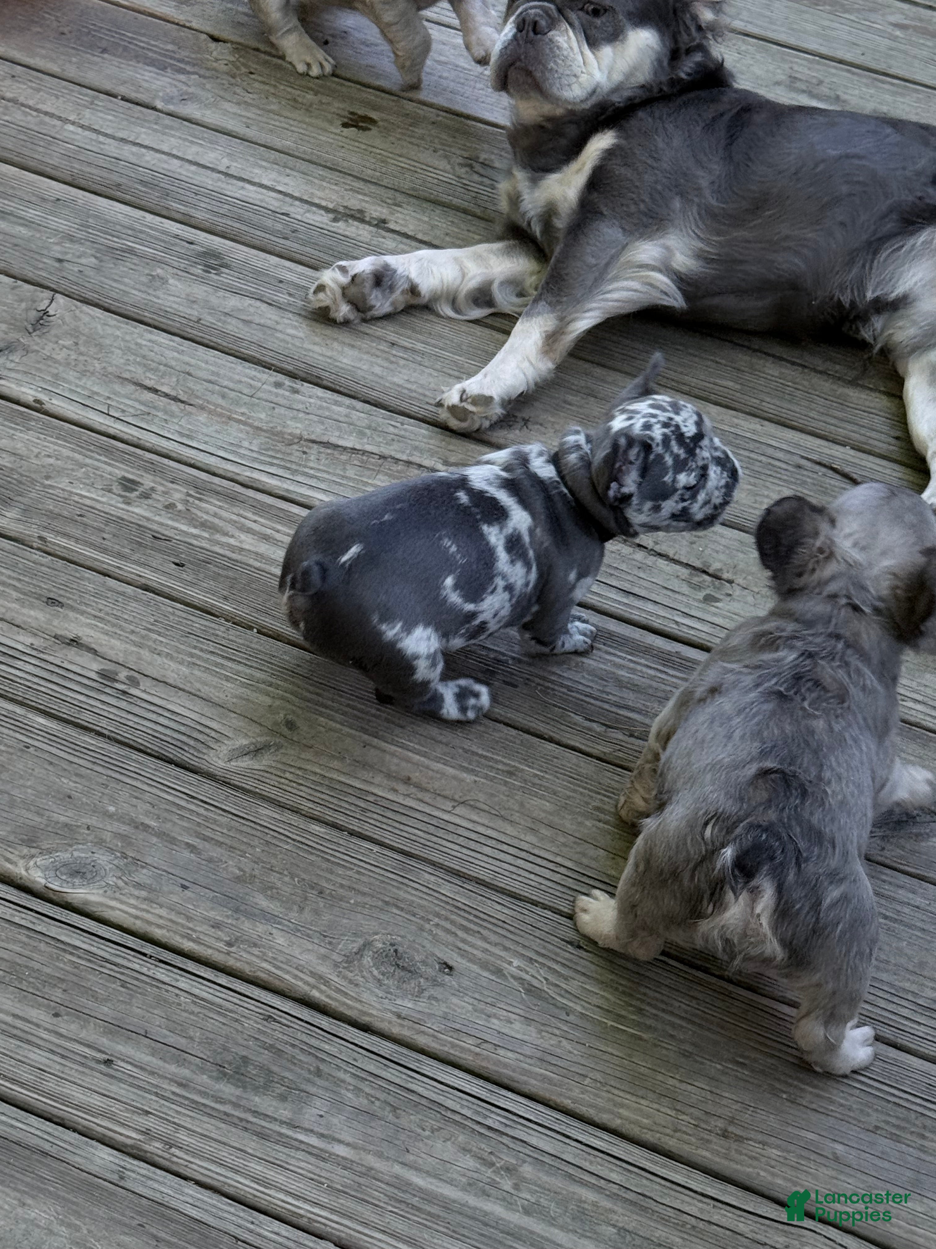 French Bulldog dogs Oreo - Ad 2