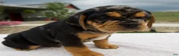 Beabull dogs for sale: Ty - Ad 2