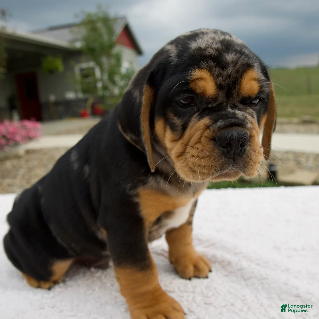 Beabull dogs for sale: Ty - Ad 2