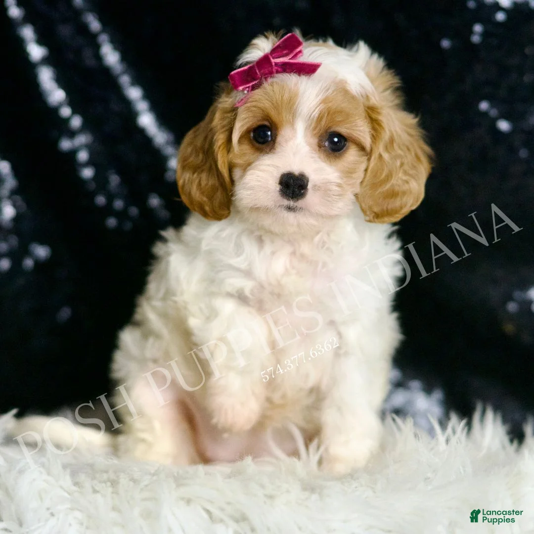Cavapoo dogs for sale: Desiree F1  - Ad 2