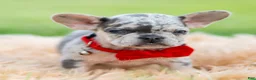 French Bulldog dogs for sale: Dumbo - Ad 5