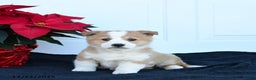 Welsh Corgi Pembroke dogs for sale: Peaches - Ad 1