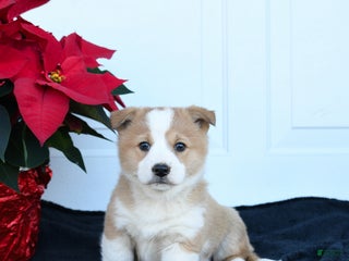 Welsh Corgi Pembroke dogs for sale: Peaches - Ad 1