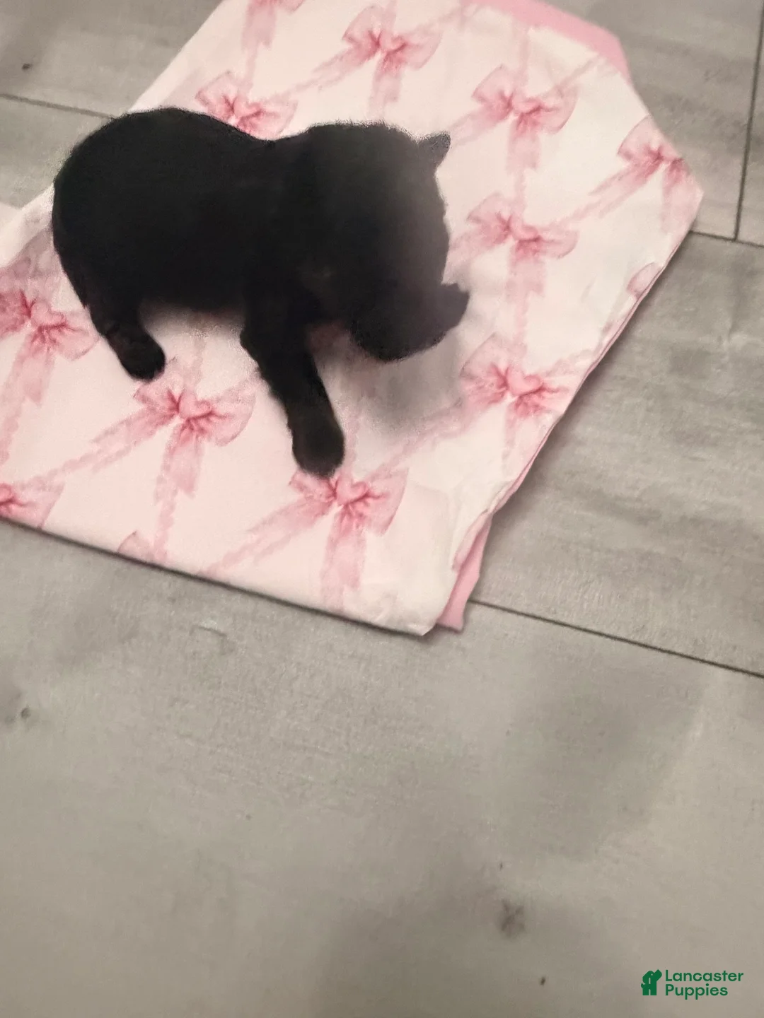 Yorkiepoo dogs for sale: Yorkiepoo 6 - Ad 1