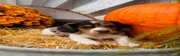 Miniature Dachshund dogs for sale:  LIL' PEPPERJACK - Ad 6