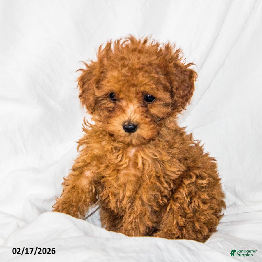 Toy Poodle dogs Sonya - Ad 1