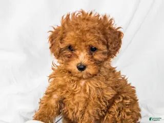 Toy Poodle dogs for sale: Sonya - Ad 1