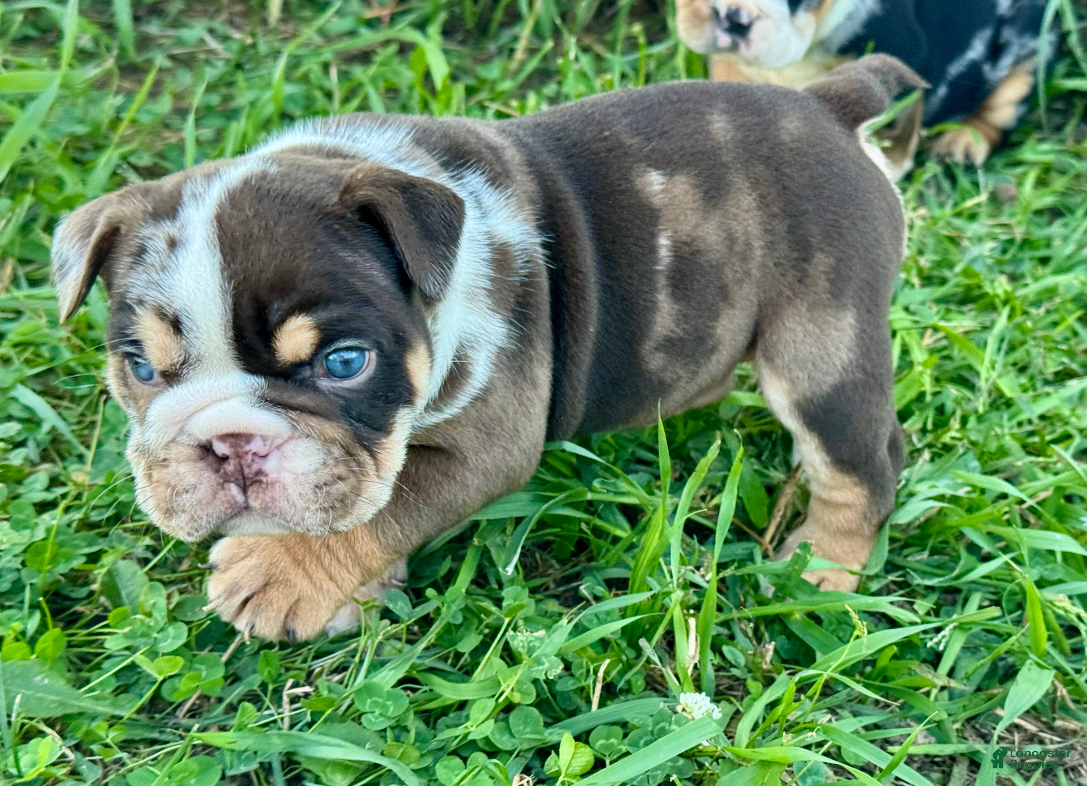 English Bulldog dogs Crunch - Ad 18