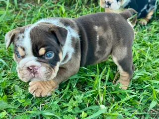 English Bulldog dogs Crunch - Ad 18