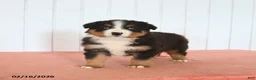 Australian Shepherd dogs for sale: Nox - Ad 3