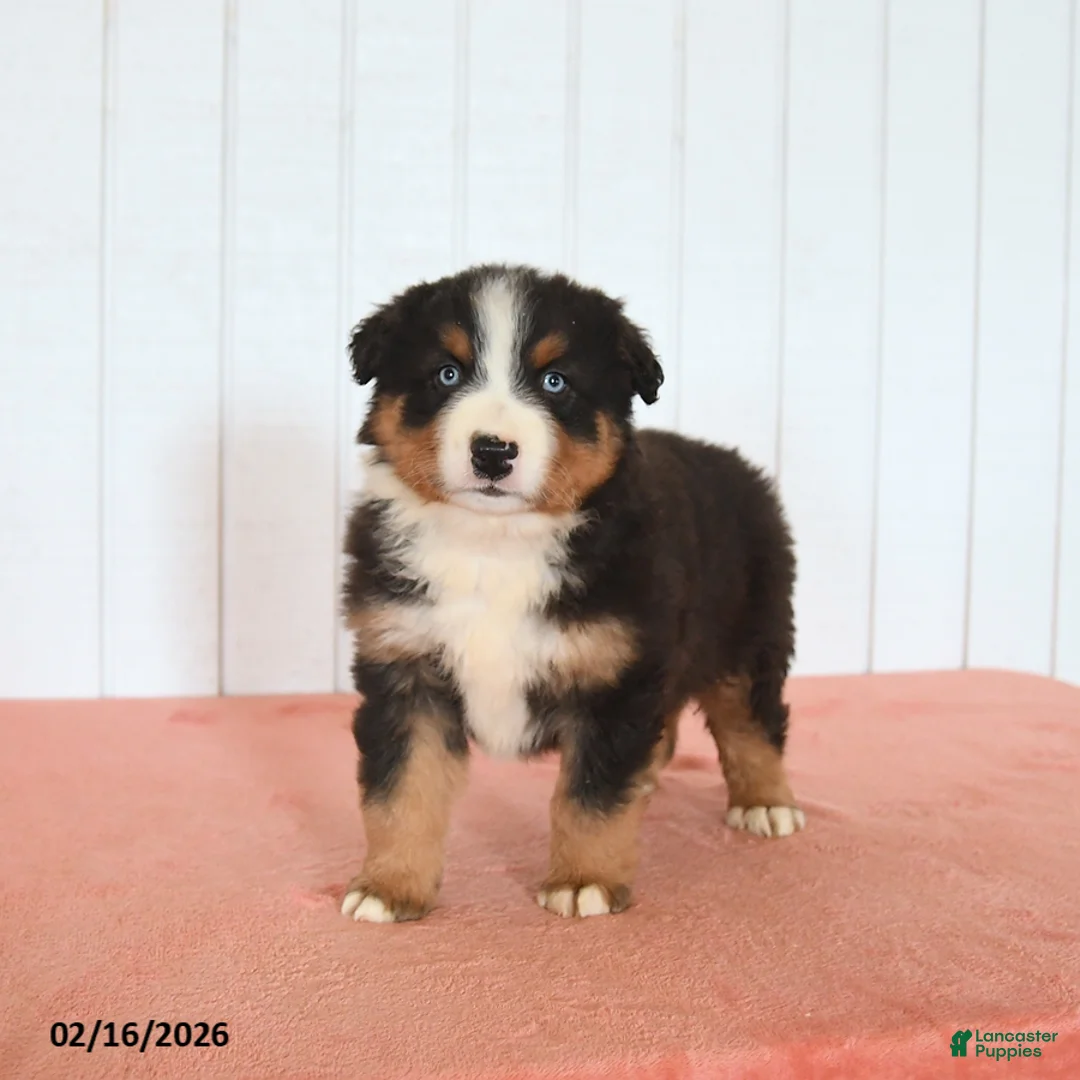 Australian Shepherd dogs for sale: Nox - Ad 3