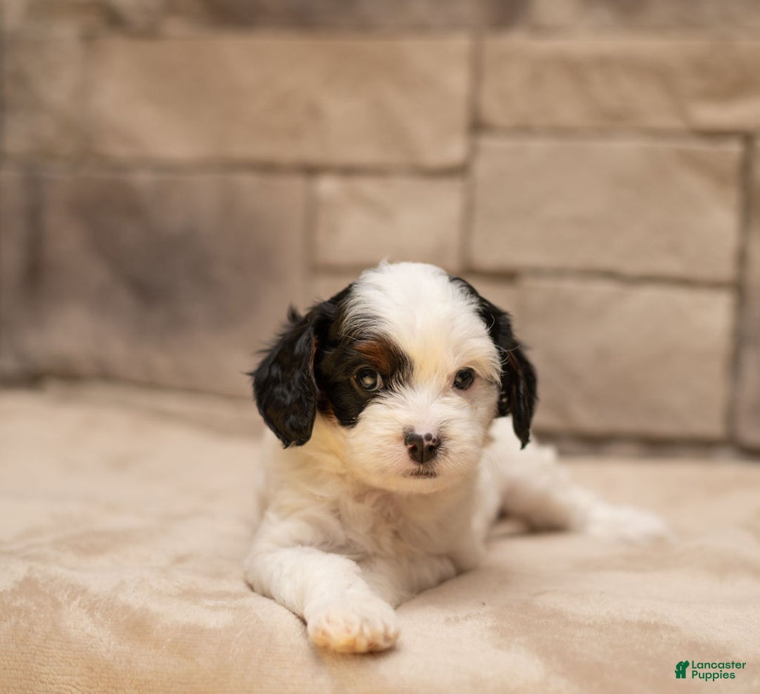 Cavapoo dogs for sale: Mocha  - Ad 5