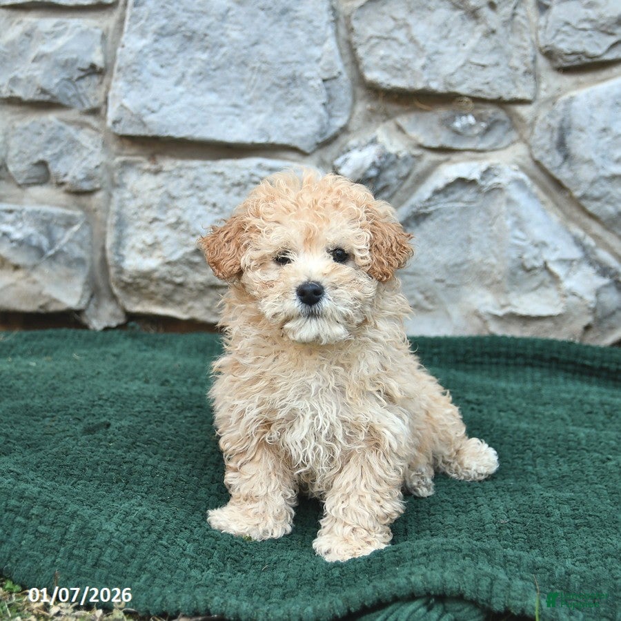 Bichpoo dogs Newton - Ad 21