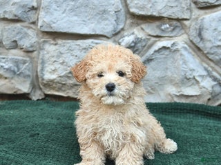 Bichpoo dogs Newton - Ad 21