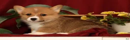 Welsh Corgi Pembroke dogs for sale: Justin - Ad 3