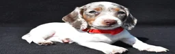 Miniature Dachshund dogs for sale: Dante - Ad 4