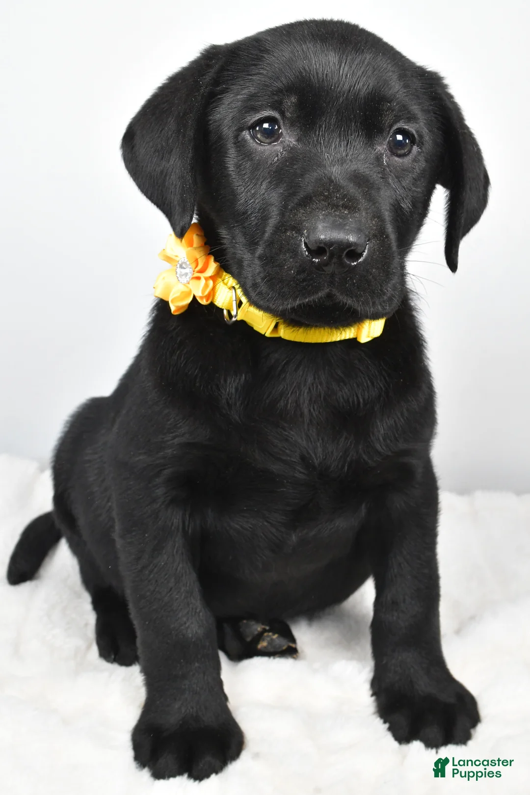 Labrador Retriever dogs for sale: Rusty - Ad 6