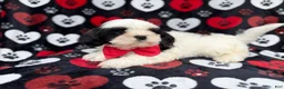 Shih Tzu dogs for sale: Sebastian  - Ad 8