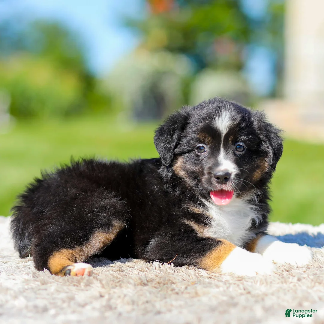 Miniature Australian Shepherd dogs for sale: Heather - Ad 1