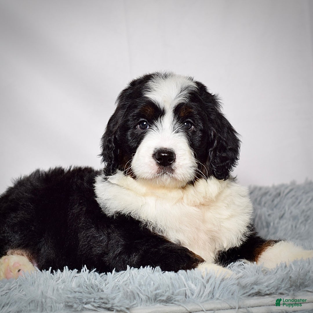Bernedoodle dogs for sale: Ms. Maddie - Ad 2