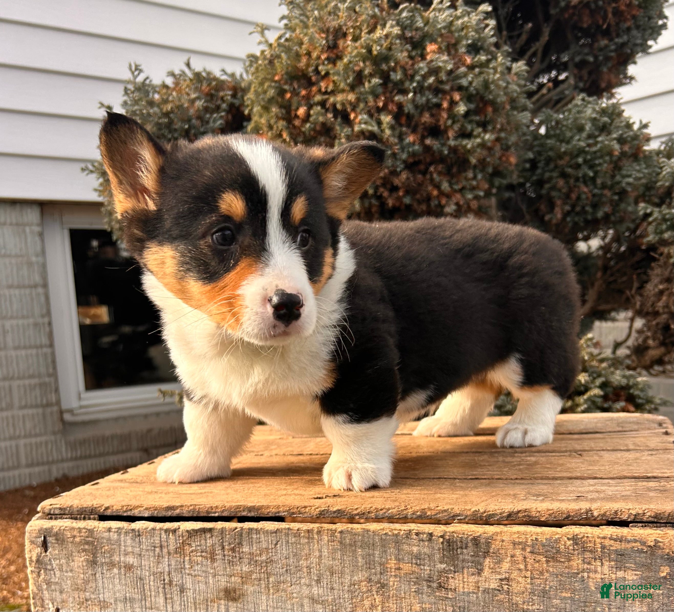 Welsh Corgi Pembroke dogs Duncan - Ad 1