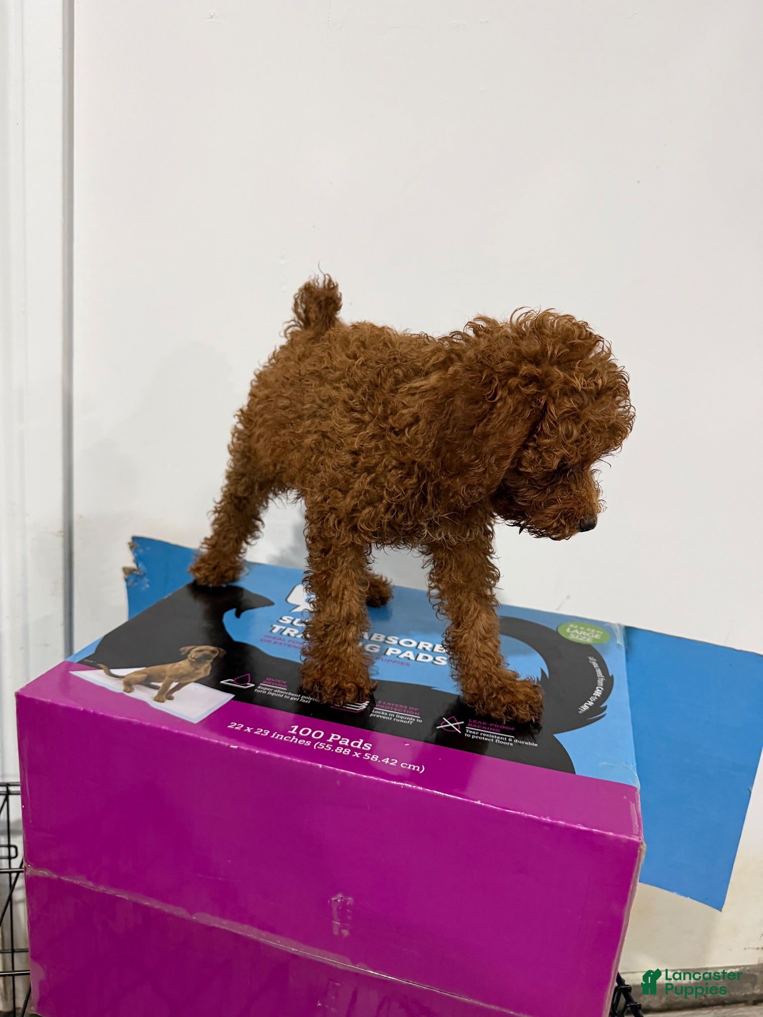 Toy Poodle dogs Maple - Ad 2