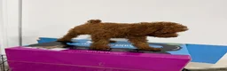 Toy Poodle dogs for sale: Maple - Ad 2