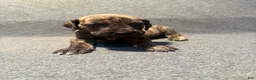 Great Dane dogs for sale: Light blue collar - Ad 4