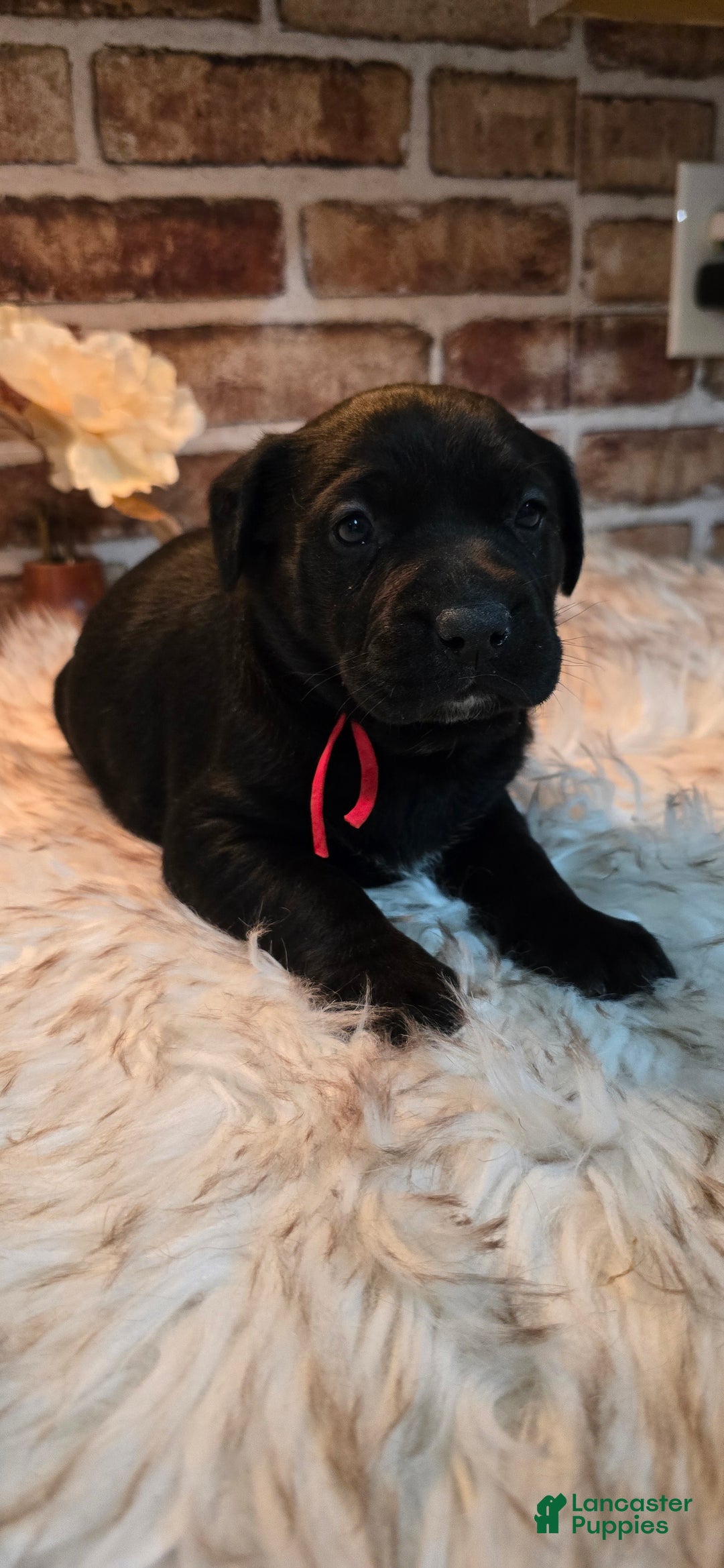 Mixed Breed dogs for sale: Willow - Ad 13