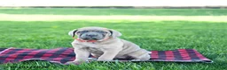 Cane Corso dogs for sale: Izzy - Ad 3