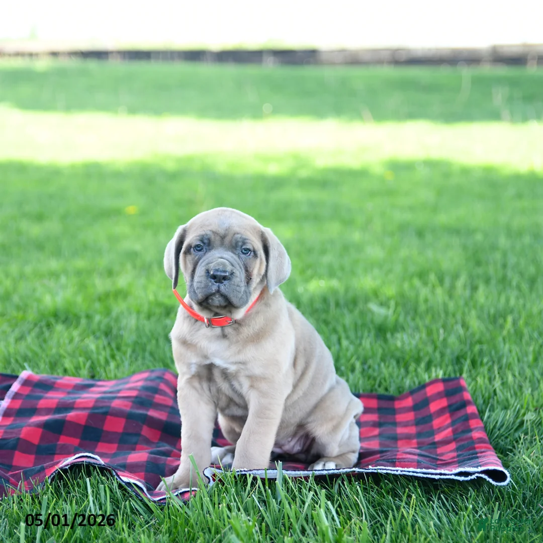 Cane Corso dogs for sale: Izzy - Ad 3