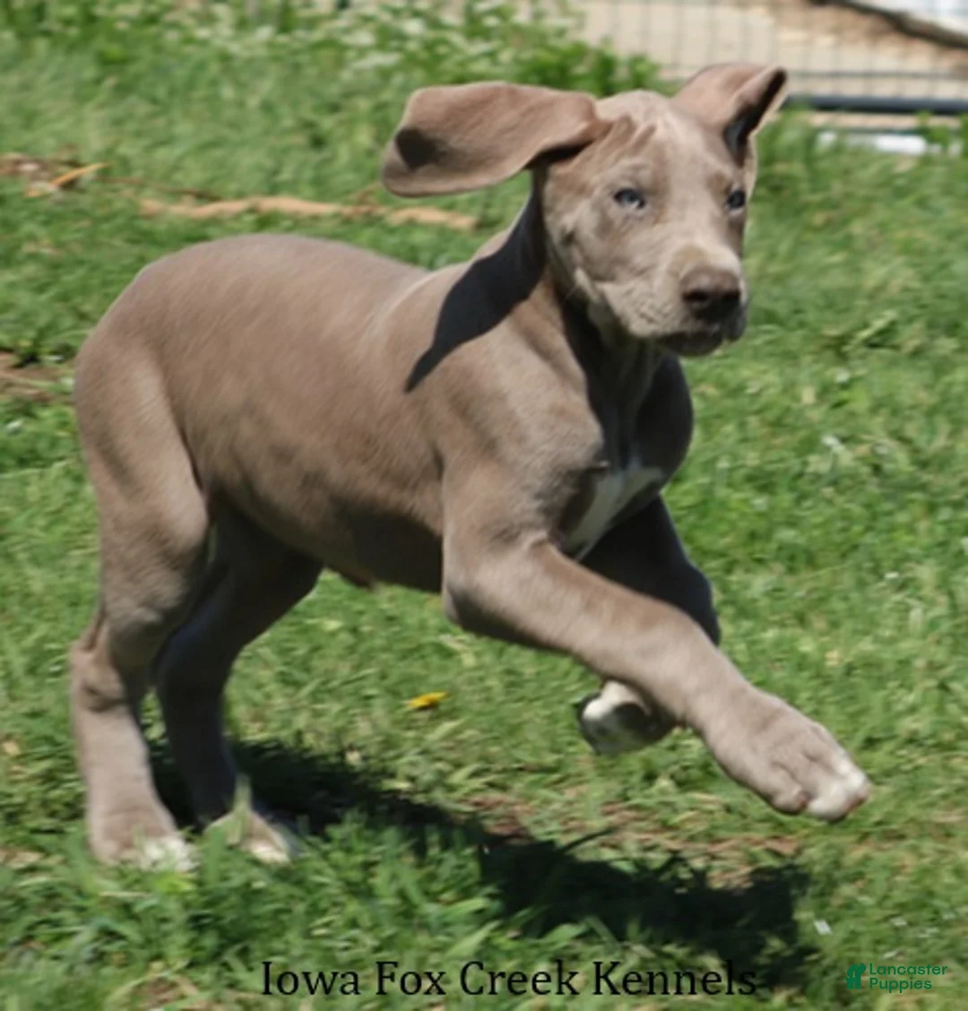 Great Dane dogs for sale: Great Dane Puppy 2 - Ad 2