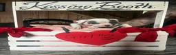 Olde English Bulldogge dogs for sale: Olde English Bulldogge 3 - Ad 14