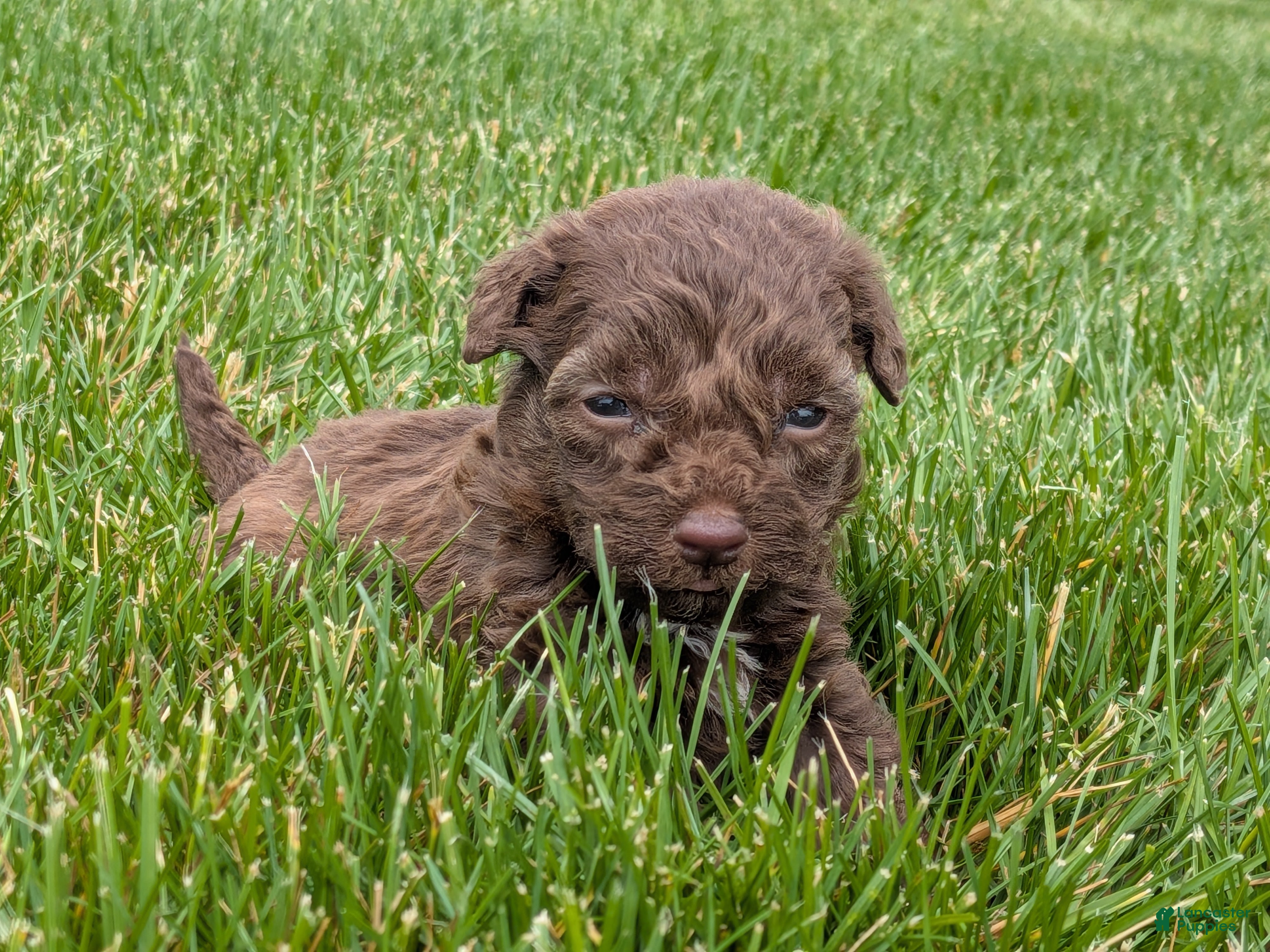 Havapoo dogs Hunter - Ad 2