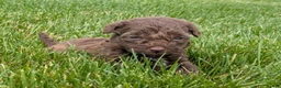 Havapoo dogs for sale: Hunter - Ad 2