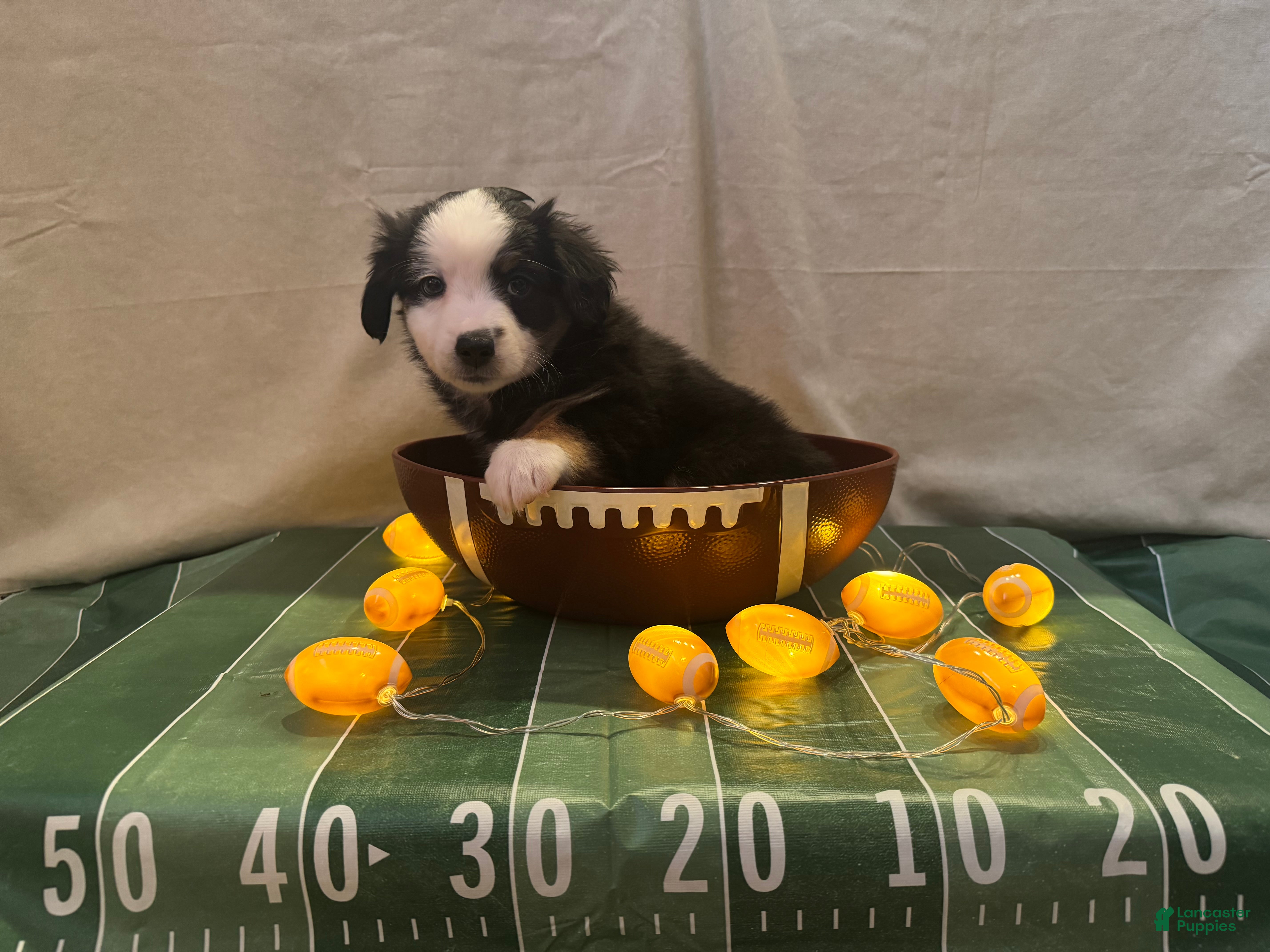 Miniature Australian Shepherd dogs Miniature Australian Shepherd 3 - Ad 2