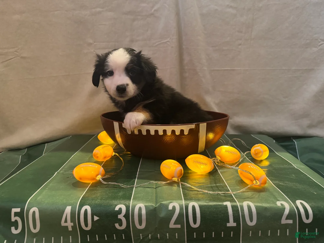 Miniature Australian Shepherd dogs for sale: Miniature Australian Shepherd 3 - Ad 2