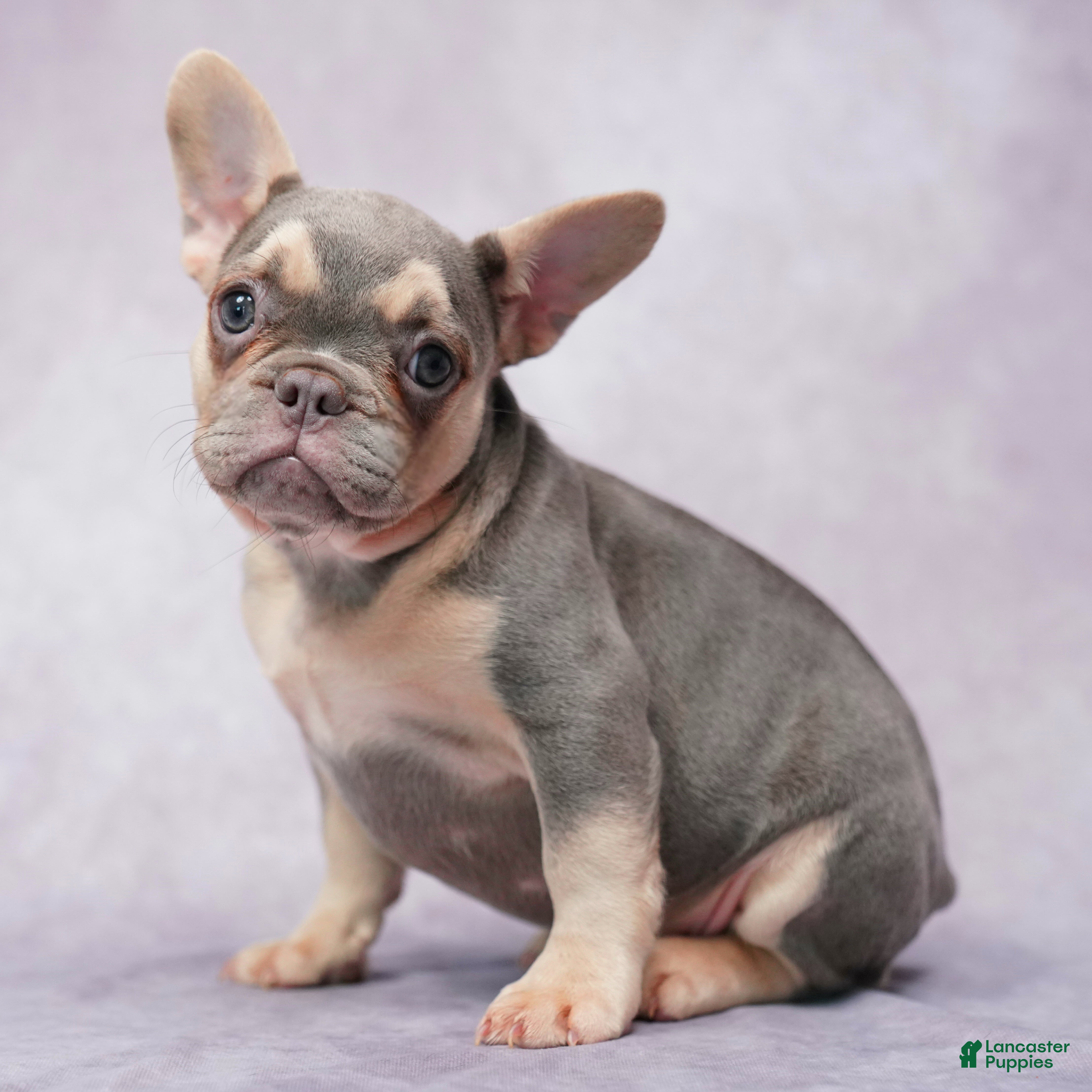 French Bulldog dogs Brianna - Ad 1