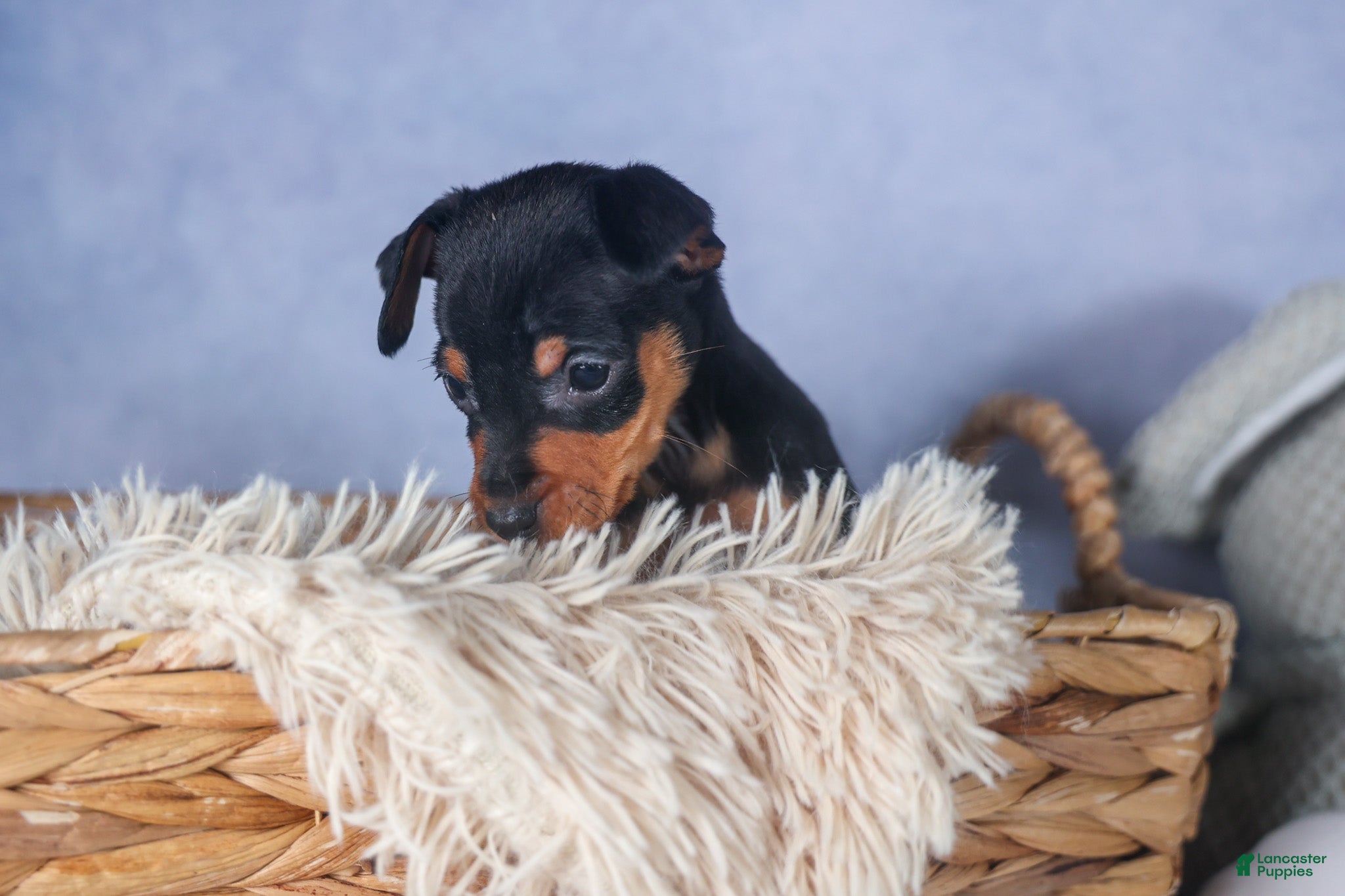 Miniature Pinscher dogs ANGEL - Ad 2