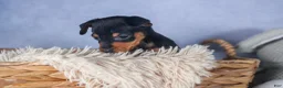 Miniature Pinscher dogs for sale: ANGEL - Ad 6