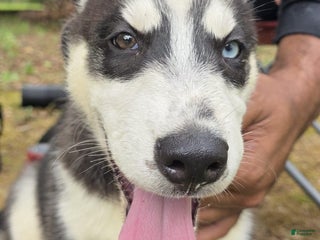 Siberian Husky dogs - Ad 5